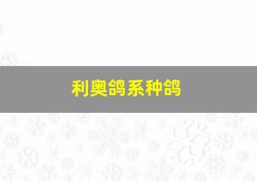 利奥鸽系种鸽