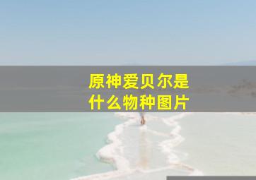 原神爱贝尔是什么物种图片