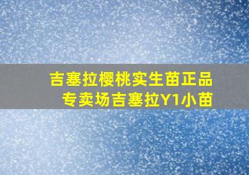 吉塞拉樱桃实生苗正品专卖场吉塞拉Y1小苗