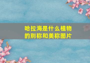 哈拉海是什么植物的别称和美称图片