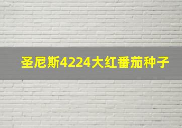 圣尼斯4224大红番茄种子