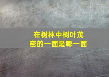 在树林中树叶茂密的一面是哪一面