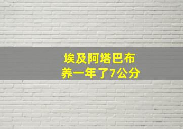 埃及阿塔巴布养一年了7公分