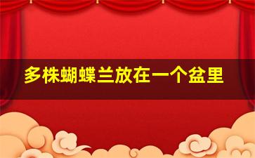 多株蝴蝶兰放在一个盆里