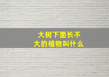 大树下面长不大的植物叫什么