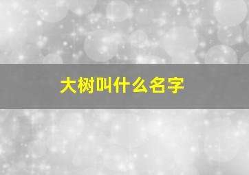 大树叫什么名字