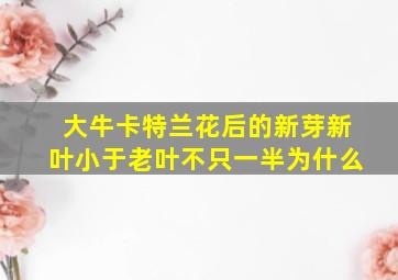 大牛卡特兰花后的新芽新叶小于老叶不只一半为什么