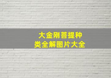 大金刚菩提种类全解图片大全