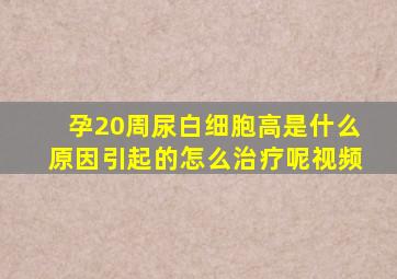 孕20周尿白细胞高是什么原因引起的怎么治疗呢视频