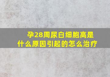 孕28周尿白细胞高是什么原因引起的怎么治疗