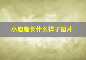 小迪迦长什么样子图片