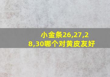 小金条26,27,28,30哪个对黄皮友好