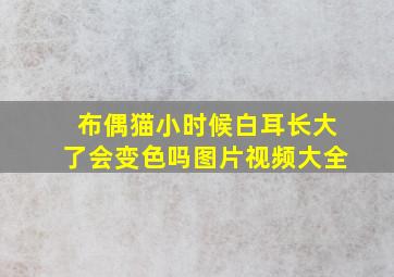 布偶猫小时候白耳长大了会变色吗图片视频大全