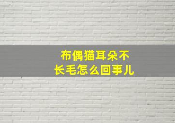 布偶猫耳朵不长毛怎么回事儿