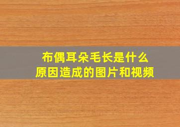 布偶耳朵毛长是什么原因造成的图片和视频