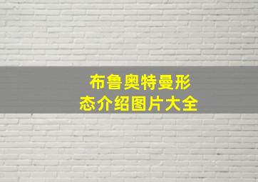 布鲁奥特曼形态介绍图片大全