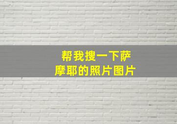 帮我搜一下萨摩耶的照片图片