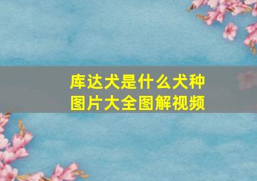 库达犬是什么犬种图片大全图解视频