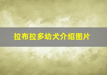 拉布拉多幼犬介绍图片