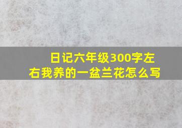 日记六年级300字左右我养的一盆兰花怎么写