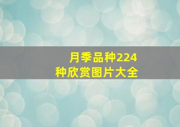 月季品种224种欣赏图片大全