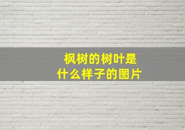 枫树的树叶是什么样子的图片