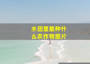 水田里能种什么农作物图片