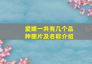 爱媛一共有几个品种图片及名称介绍