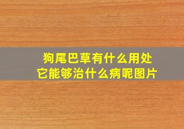 狗尾巴草有什么用处它能够治什么病呢图片