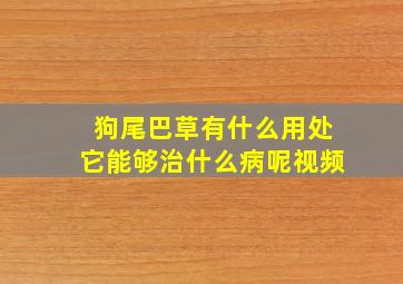 狗尾巴草有什么用处它能够治什么病呢视频