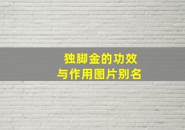 独脚金的功效与作用图片别名