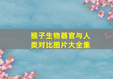 猴子生物器官与人类对比图片大全集