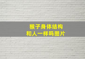 猴子身体结构和人一样吗图片