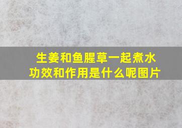 生姜和鱼腥草一起煮水功效和作用是什么呢图片