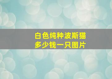 白色纯种波斯猫多少钱一只图片