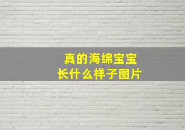 真的海绵宝宝长什么样子图片