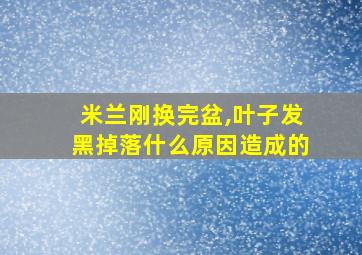 米兰刚换完盆,叶子发黑掉落什么原因造成的