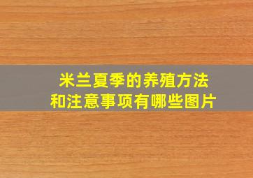 米兰夏季的养殖方法和注意事项有哪些图片