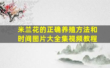 米兰花的正确养殖方法和时间图片大全集视频教程