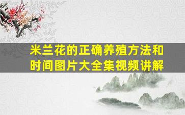 米兰花的正确养殖方法和时间图片大全集视频讲解