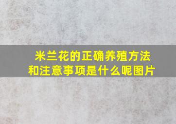 米兰花的正确养殖方法和注意事项是什么呢图片