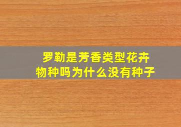 罗勒是芳香类型花卉物种吗为什么没有种子