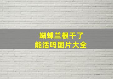 蝴蝶兰根干了能活吗图片大全