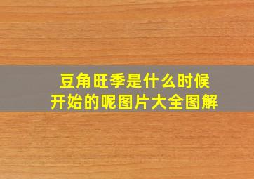 豆角旺季是什么时候开始的呢图片大全图解