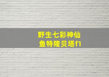 野生七彩神仙鱼特隆贝塔f1