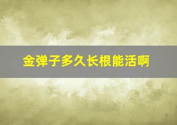 金弹子多久长根能活啊