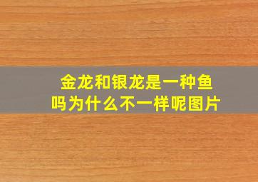 金龙和银龙是一种鱼吗为什么不一样呢图片