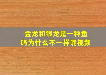 金龙和银龙是一种鱼吗为什么不一样呢视频