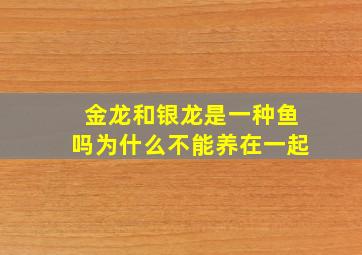 金龙和银龙是一种鱼吗为什么不能养在一起