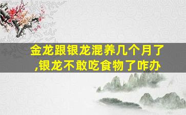 金龙跟银龙混养几个月了,银龙不敢吃食物了咋办